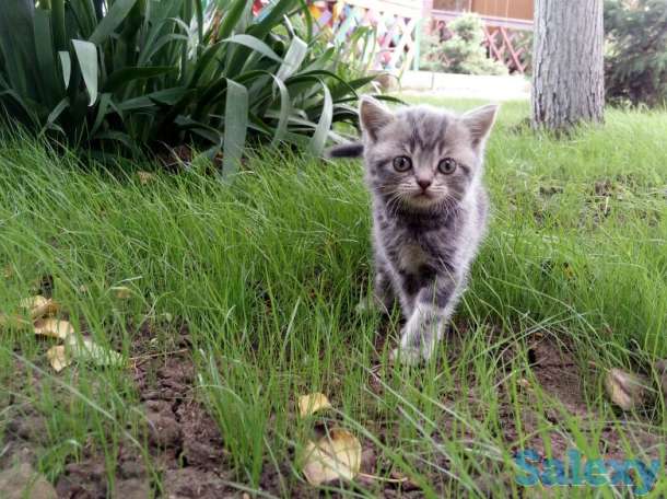 продам котят мраморного окраса, фотография 2