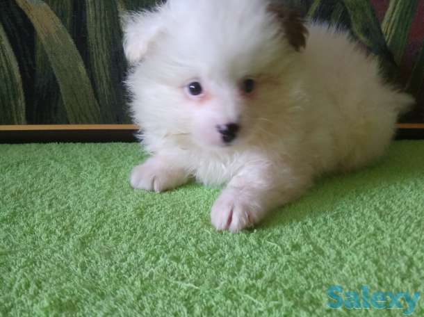 Продам мальчишек шпицов, фотография 7