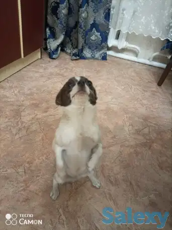 Продаются собаки породы Чихуа,с отличной родословной, фотография 2