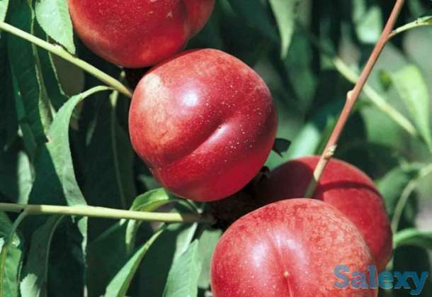 Саженцы нектарина 