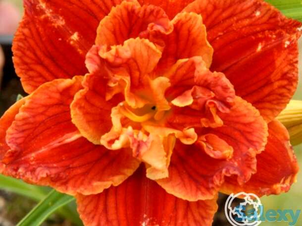 Лилейник паприка флэйм, фотография 1