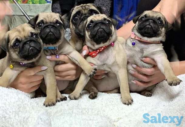 Мопсики, фотография 1