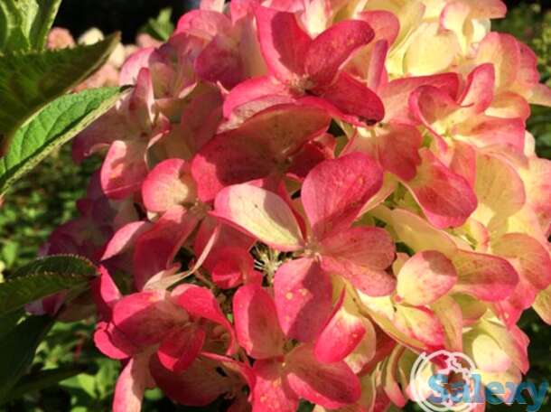 Гортензия граффити, фотография 1