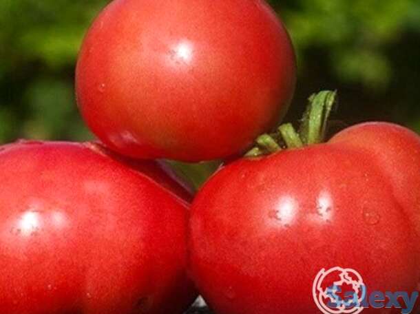 Семена Томат Василина 20 шт, фотография 1
