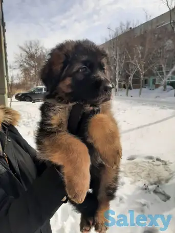 Щенки немецкой длинношерстной овчарки, фотография 6