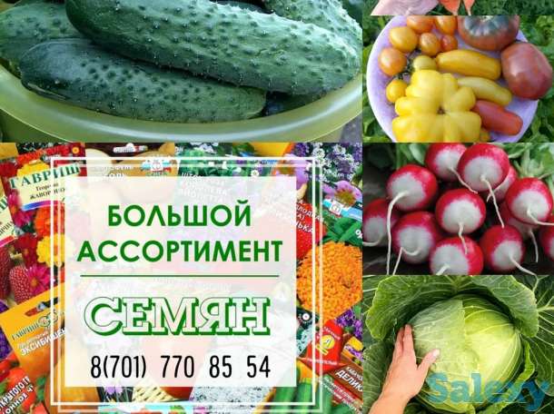 Семена Кокшетау, фотография 3