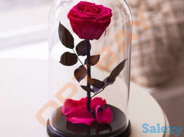 Роза в колбе!, фотография 2