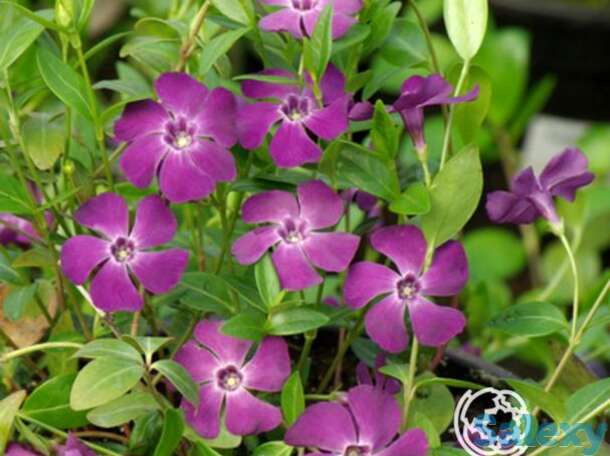 Барвинок малый атропурпуреа, фотография 1