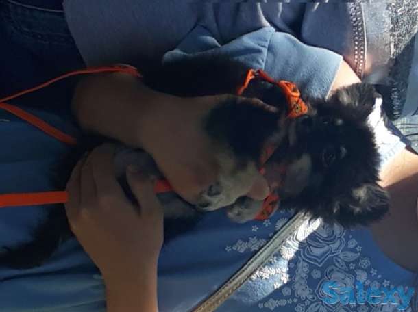 Продам Чихуахуа щенок 5 мес с документами, фотография 1