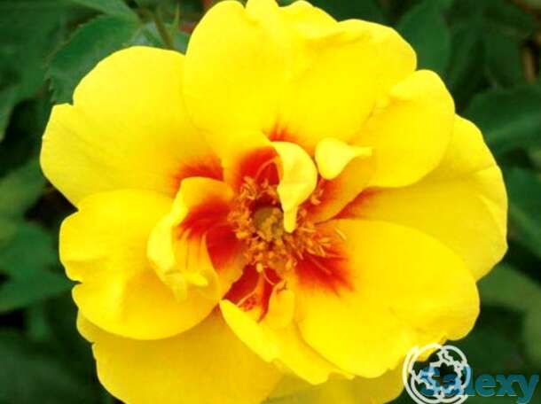 Роза айконик, топалович, фотография 1