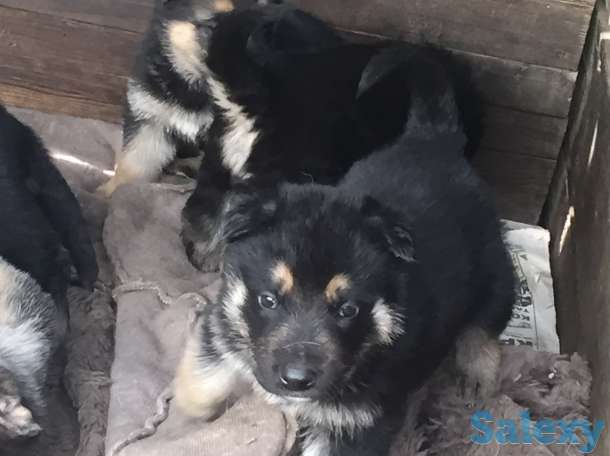 Продаю щенков ВЕО нахожусь в районе Калкамана, фотография 3
