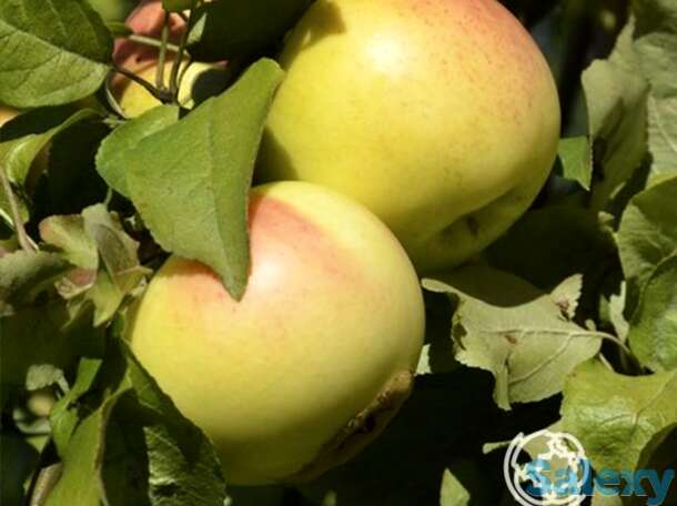 Яблоня детское, фотография 1