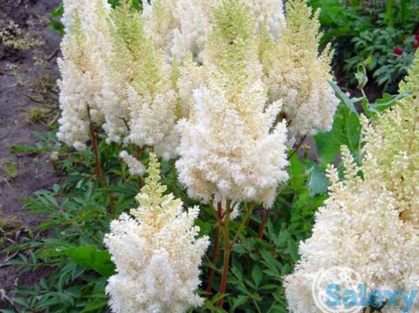 Астильба Виссе Глория арендса, фотография 1