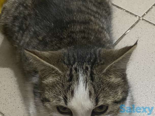 Котята ищут хорошие добрые руки, фотография 3