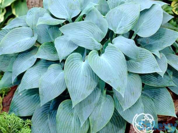 Хоста Кандиан Блу (SM), фотография 1