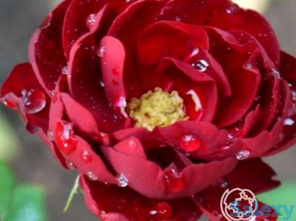 Роза абендглют флорибунда, топалович, фотография 1