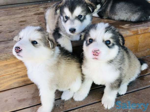 Щенки породы аляскинский маламут, фотография 3
