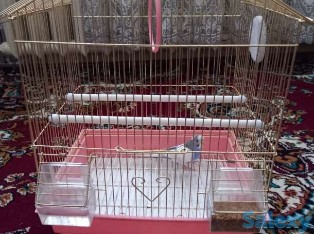 попугай, фотография 3