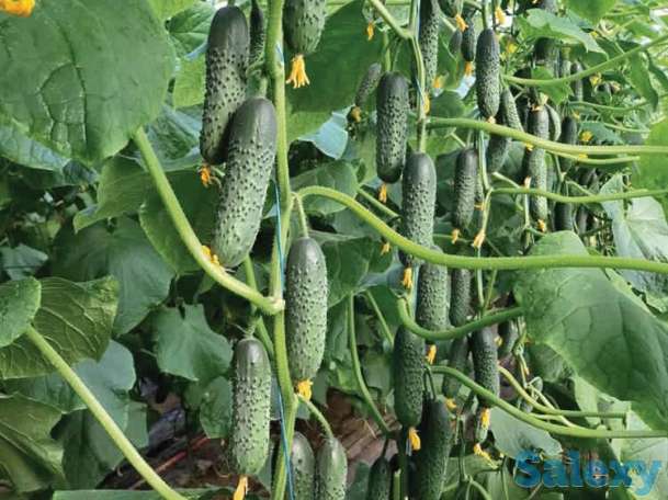 Рассада огурцов, фотография 1