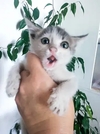 Дерзкий крысолов ищет свой дом!, фотография 1