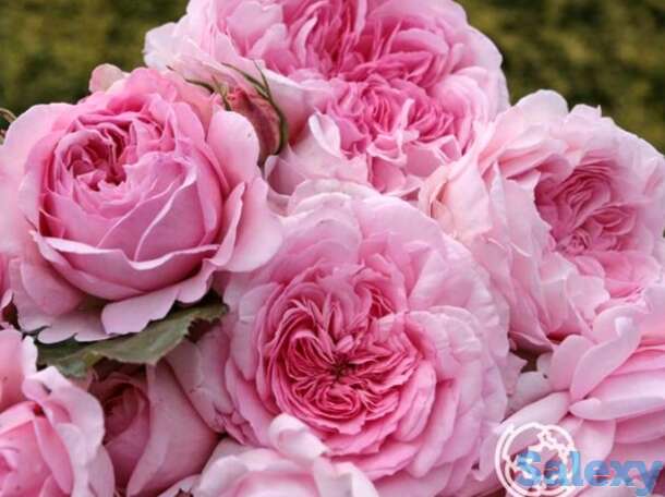 Роза александра принцесс де люксембург, топалович, фотография 1