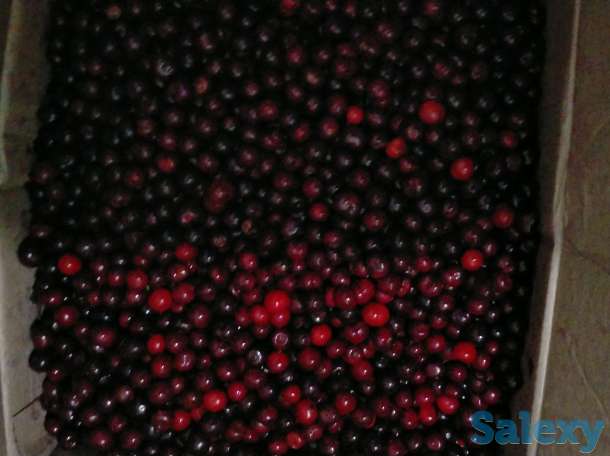 Продам вищню недорого, фотография 1