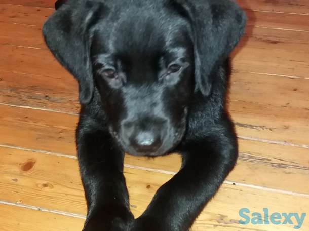 Продам щенков лабрадора черного окраса, фотография 9