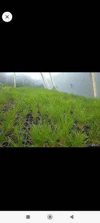 Сосна ЗКС, фотография 1