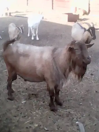 Продам стадо коз 82 головы, фотография 4