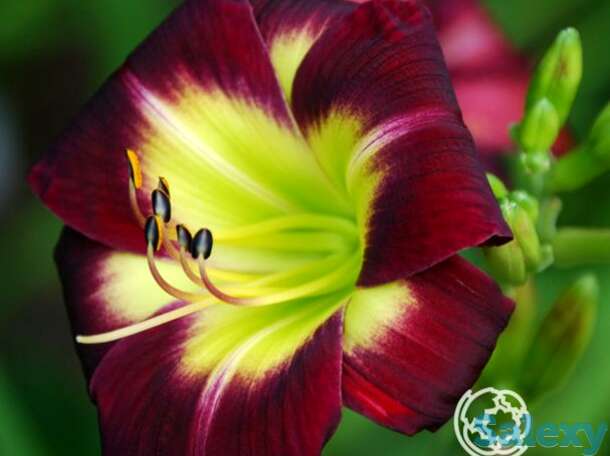 Лилейник Найт Бекон, фотография 1