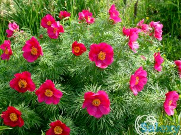 Пион уклоняющийся марьин корень, фотография 1