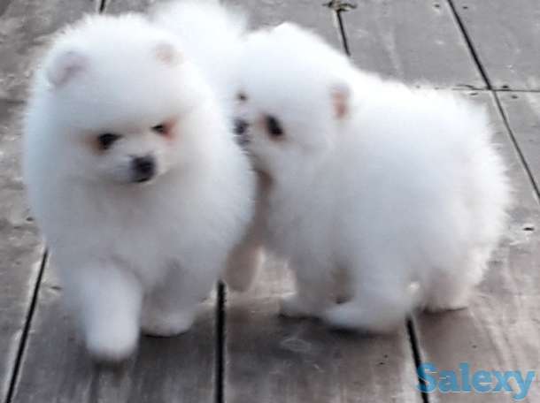 Белоснежые шпицы, фотография 7
