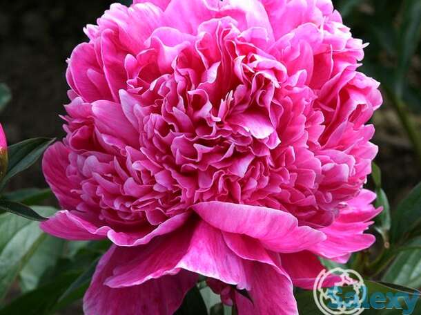 Пион александр флеминг, фотография 1