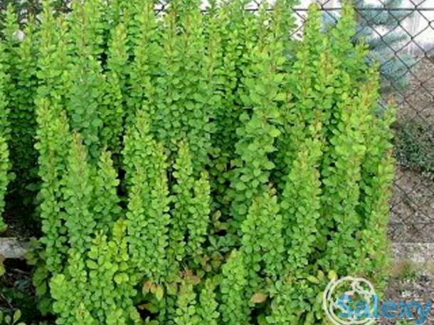 Барбарис эректа, фотография 1