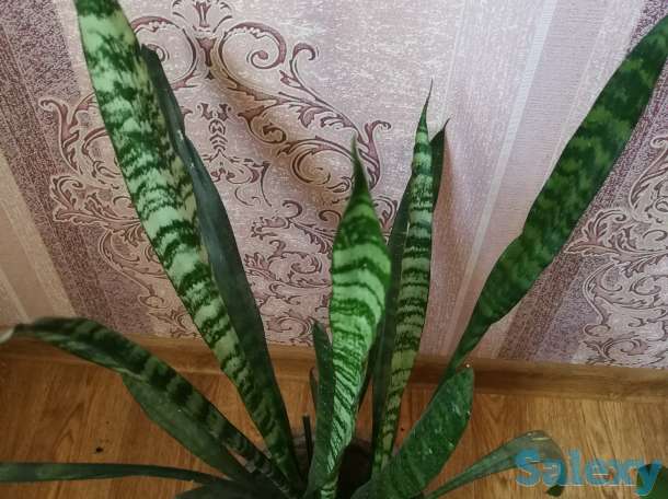 Комнатные цветы, фотография 7