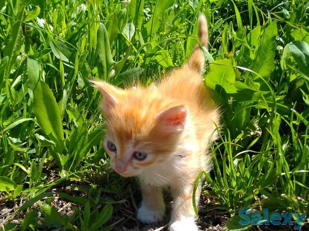 Отдам котят, фотография 3