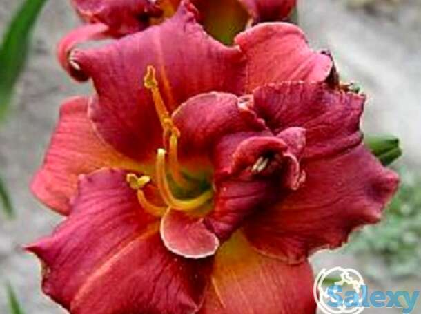 Лилейник литтл шоу стоппер, фотография 1