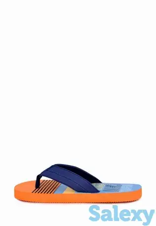 Сланцы t.taccardi, фотография 2