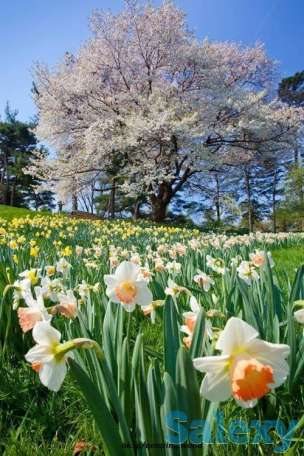 Левкас, побелка, обои., фотография 1