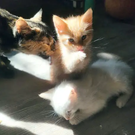 Отдам потрясающих котят в хорошие руки, можем помочь с доставкой, фотография 2