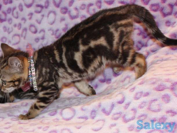 Бенгальские дети маленьких леопардиков, фотография 4