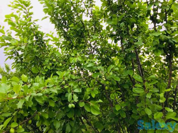 Продам участок 2 га, фотография 1