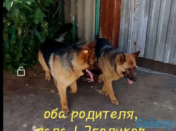 Продаётся щенок немецкой овчарки, фотография 1