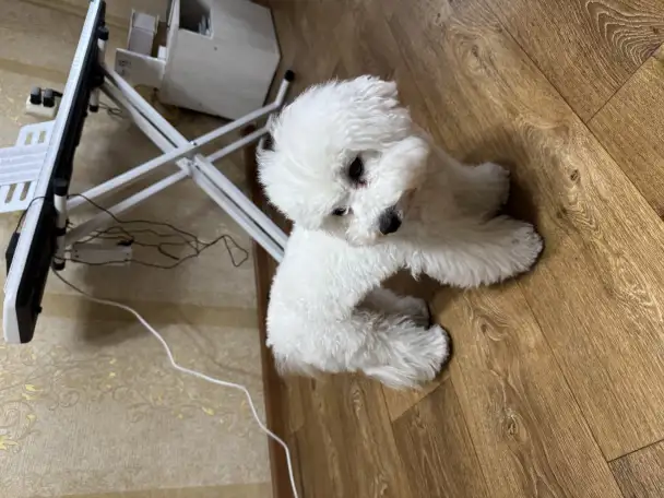 Щенок Бишон Фризе, фотография 3