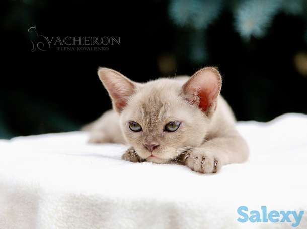 Элитные котята, фотография 5