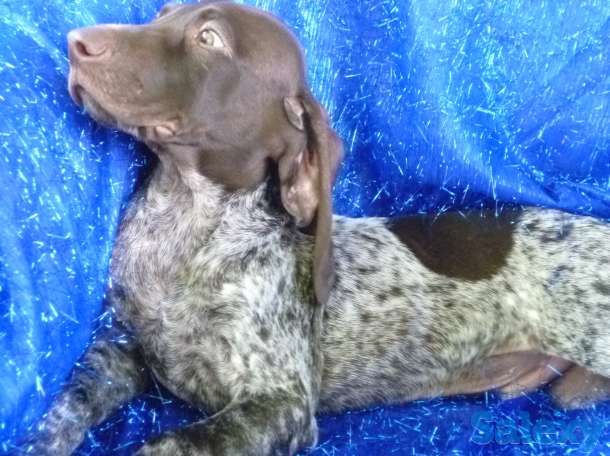 Курцхаара щенков продам, фотография 2