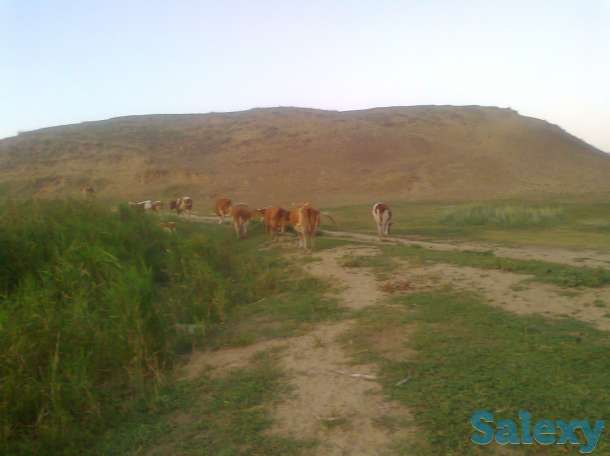 Крс оптом 29 голов 500$, фотография 7