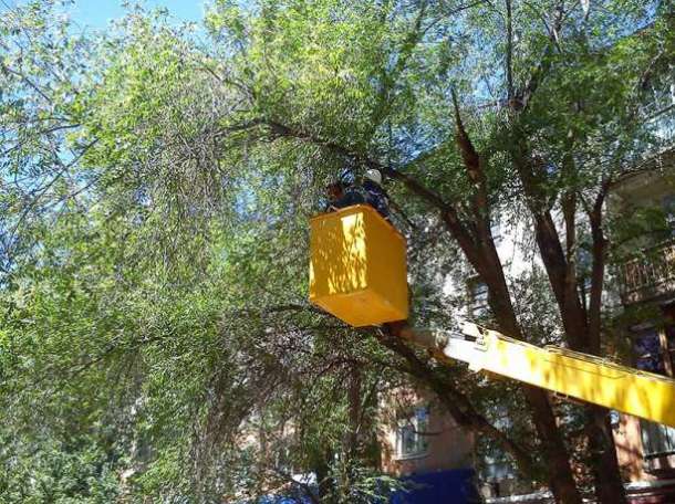 Спил деревьев дешево! , фотография 1