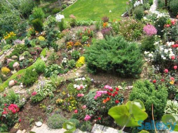 ремонт восстановление газона, фотография 9