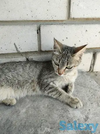 Отдаем кошечку в добрые руки, фотография 3